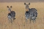 Picture of ZEBRAS ON THE SAVANA