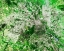 Picture of DELHI - INDIA VIEWED FROM SPACE