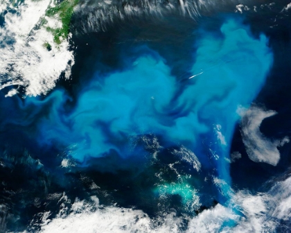 Picture of PHYTOPLANKTON BLOOM OFF NEWFOUNDLAND VIEWED FROM SPACE