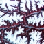 Picture of SNOW-CAPPED PEAKS AND RIDGES OF THE EASTERN HIMALAYA MOUNTAINS