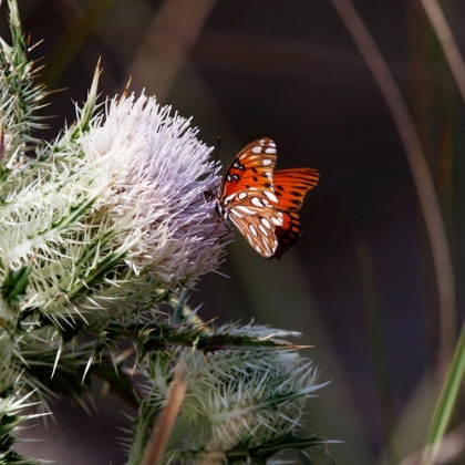 Picture of THISTLE BLOOM AND A GULF FRITILLARY BUTTERFLY AT MERRITT ISLAND NATIONAL WILDLIFE REFUGE IN FLORIDA