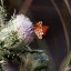 Picture of THISTLE BLOOM AND A GULF FRITILLARY BUTTERFLY AT MERRITT ISLAND NATIONAL WILDLIFE REFUGE IN FLORIDA