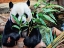 Picture of GIANT PANDA BAMBOO SNACK