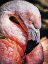 Picture of FLAMINGO FLIRTATION