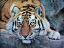 Picture of TIGER SO TAME