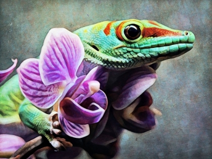 Picture of GREEN GECKO ORCHID GRAB