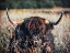 Picture of HIGHLAND COW HIDDEN