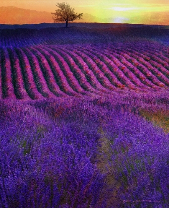 Picture of HIGH SUMMER LAVENDERS