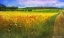 Picture of BARLEY AND POPPIES