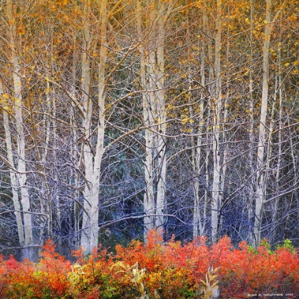 Picture of ASPENS AND BRIAR