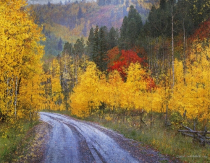 Picture of WET ROAD PEAK OF AUTUMN