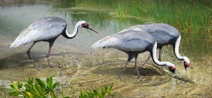 Picture of WHITE NAPED CRANES