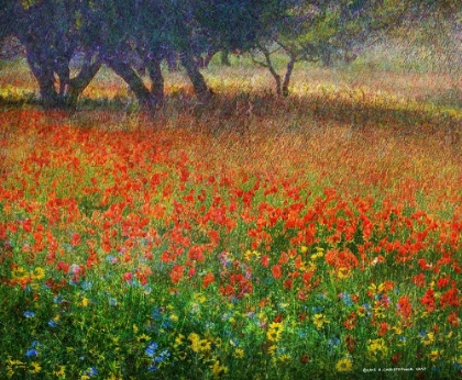 Picture of EDGE OF THE ORCHARD