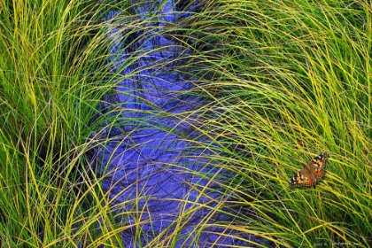 Picture of GRASS OVER THE BROOK