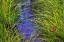 Picture of GRASS OVER THE BROOK