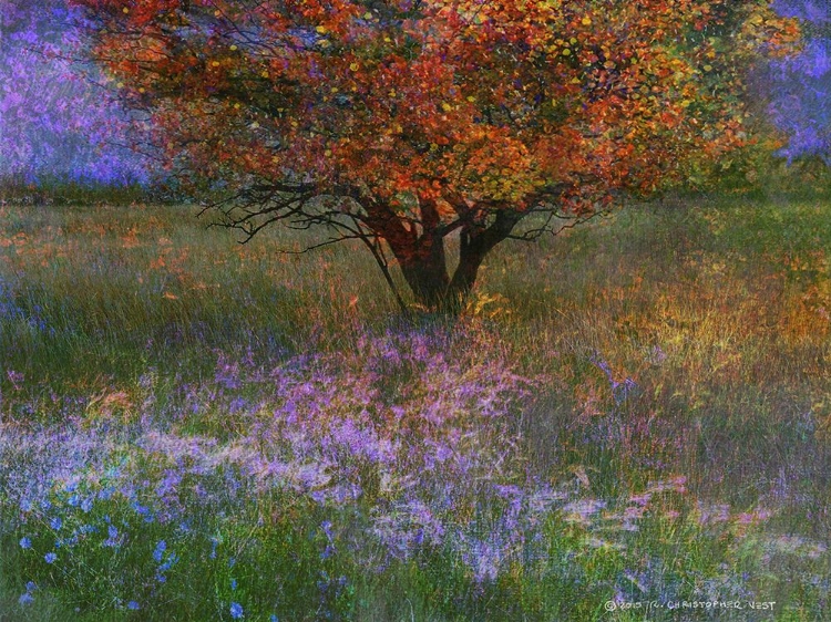 Picture of LONE TREE FLOWEREAD MEADOW