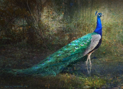 Picture of JUNGLE STREAM PEACOCK