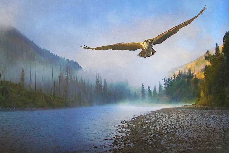 Picture of FOGGY RIVER OSPREY