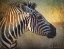 Picture of ZEBRA PORTRAIT