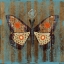 Picture of RUSTIC MOTH