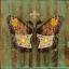 Picture of ARCADIAN DAY MOTH