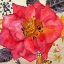 Picture of HEDGE ROSES