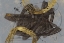 Picture of GLIMMERING GOLD