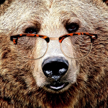 Picture of BEAR STARE