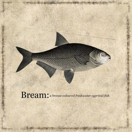 Picture of FISH BREAM