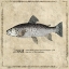Picture of FISH TROUT