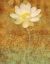 Picture of WHITE LOTUS II