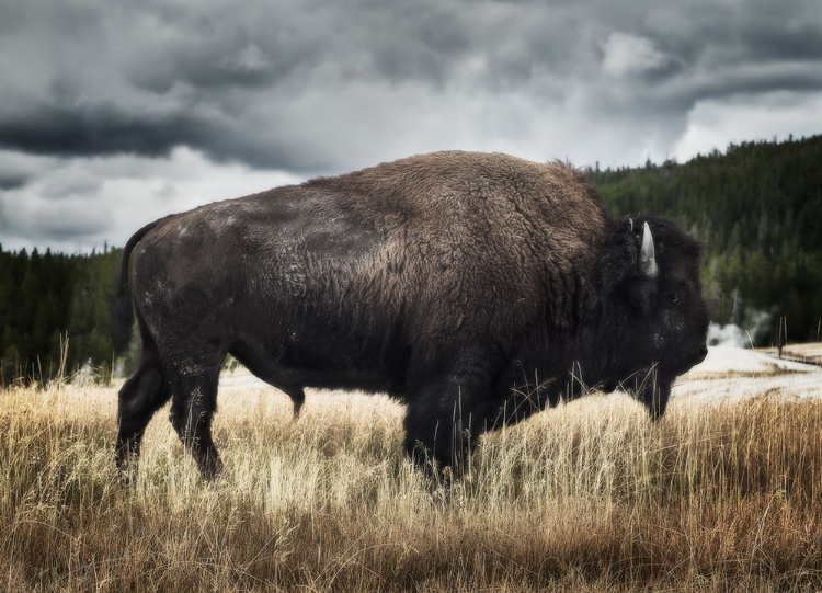 Picture of YELLOWSTONE BISON