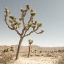 Picture of JOSHUA TREE 1