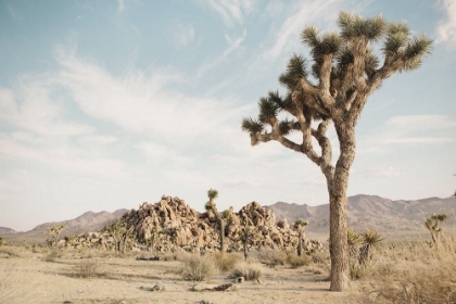 Picture of JOSHUA TREE 3