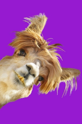 Picture of ALPACA ON PURPLE