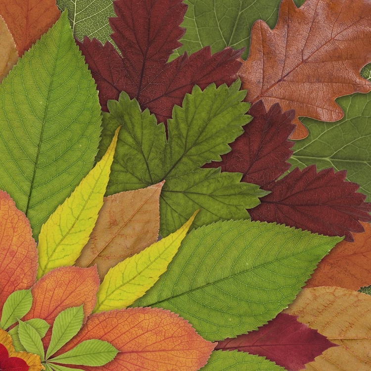Picture of FALL LEAF MANDALA 2
