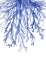 Picture of BLUE CORAL 2