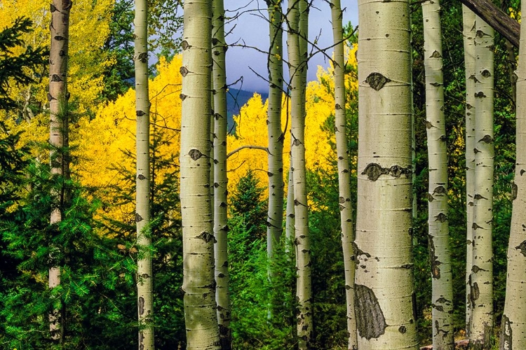 Picture of ASPEN GROVE IN AUTUMN