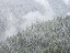 Picture of TREES 4