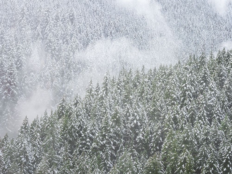 Picture of TREES 4