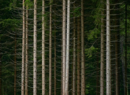 Picture of EUROPEAN TREES 1