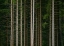 Picture of EUROPEAN TREES 1