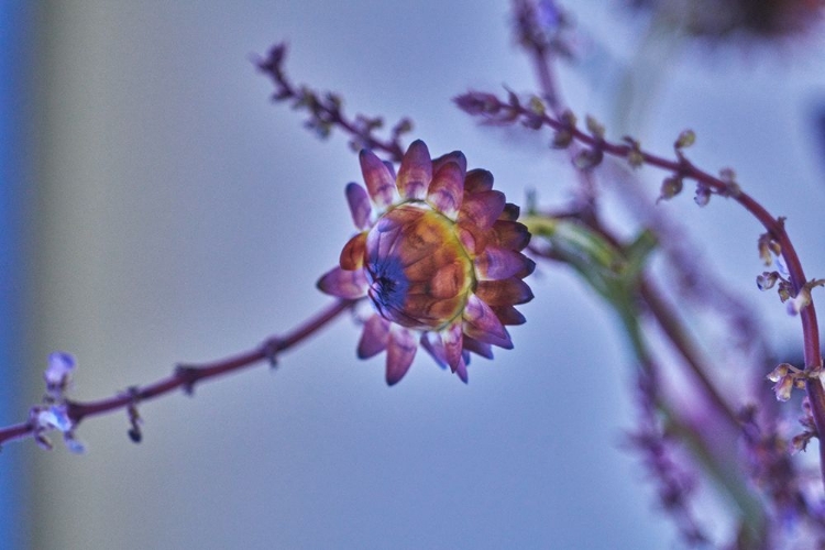 Picture of BOTANICAL ARRANGEMENT 5