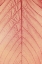 Picture of CIRCULATION