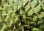 Picture of PALM SPRINGS