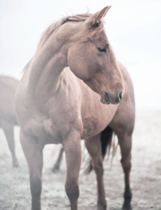 Picture of HORSE 9