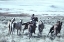 Picture of FORT RANCH GATHERING 1