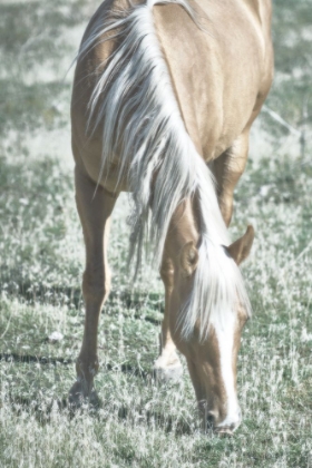 Picture of HORSE BLONDE GRAZING