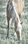 Picture of HORSE BLONDE GRAZING