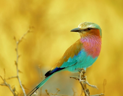 Picture of LILAC-BREASTED ROLLER